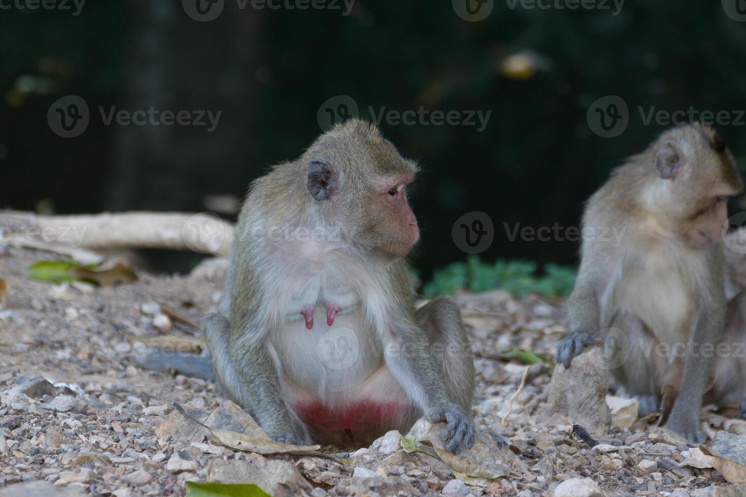 Two monkeys sitting on the ground photo