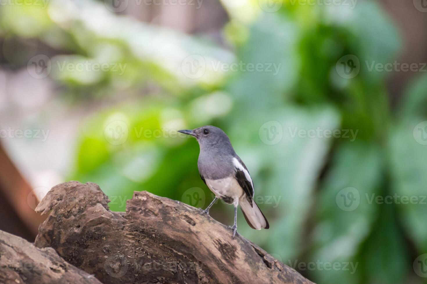 A small gray and white bird is standing on a tree branch photo
