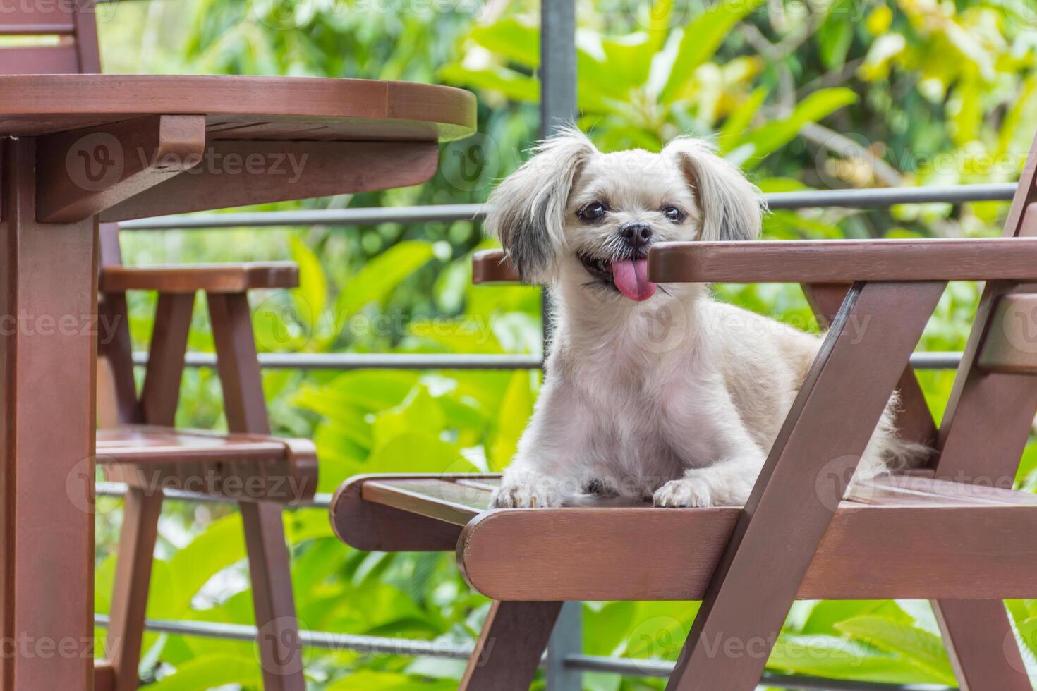 A small dog sitting on a wooden chair photo