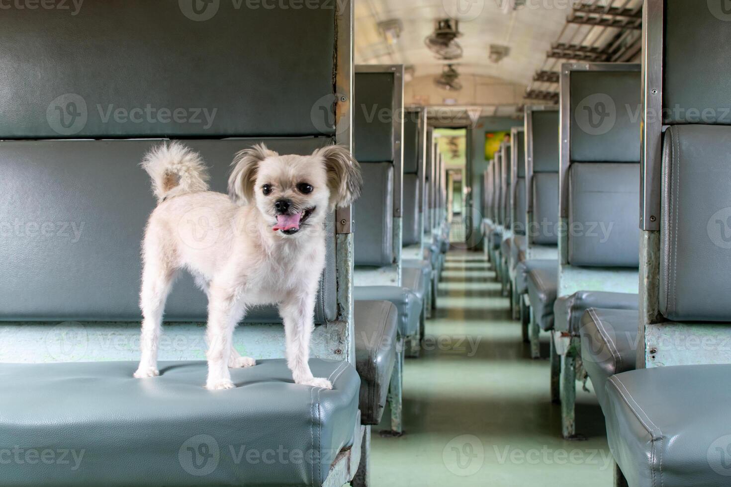 A small dog standing on the seat of a train photo