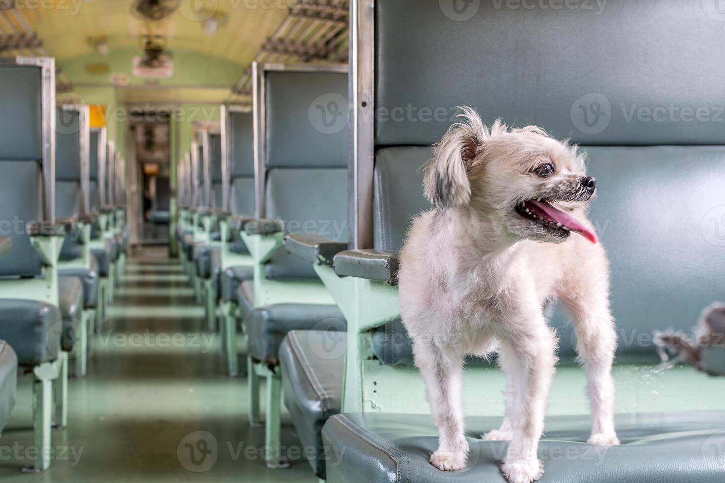 A small dog sitting on a train seat photo