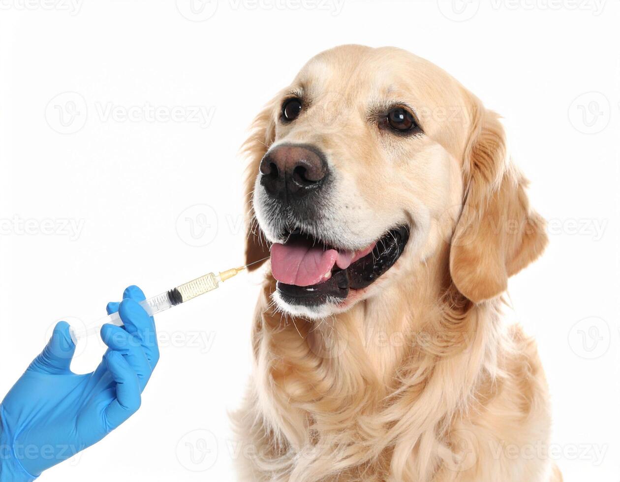 A dog is getting an injection from a person photo