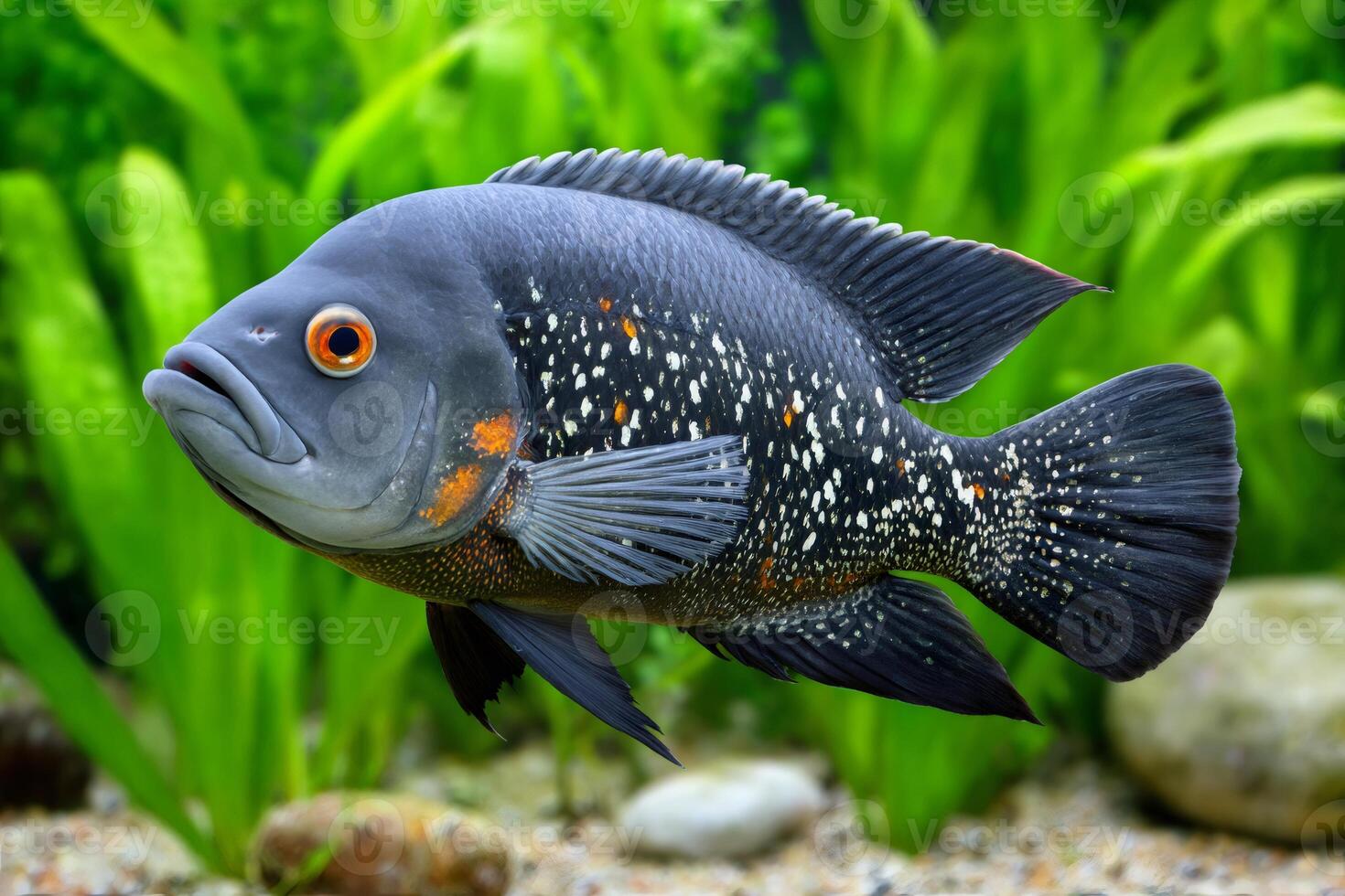 Oscar fish swimming in aquarium with green plants photo