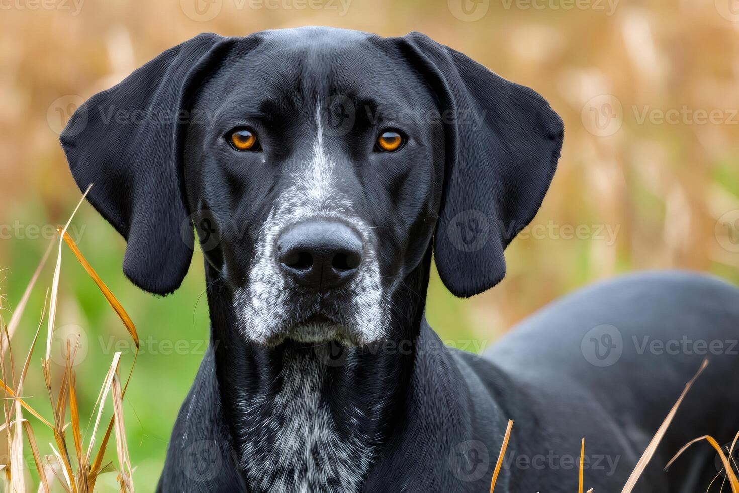 Hunting dog standing in the field with intense gaze photo