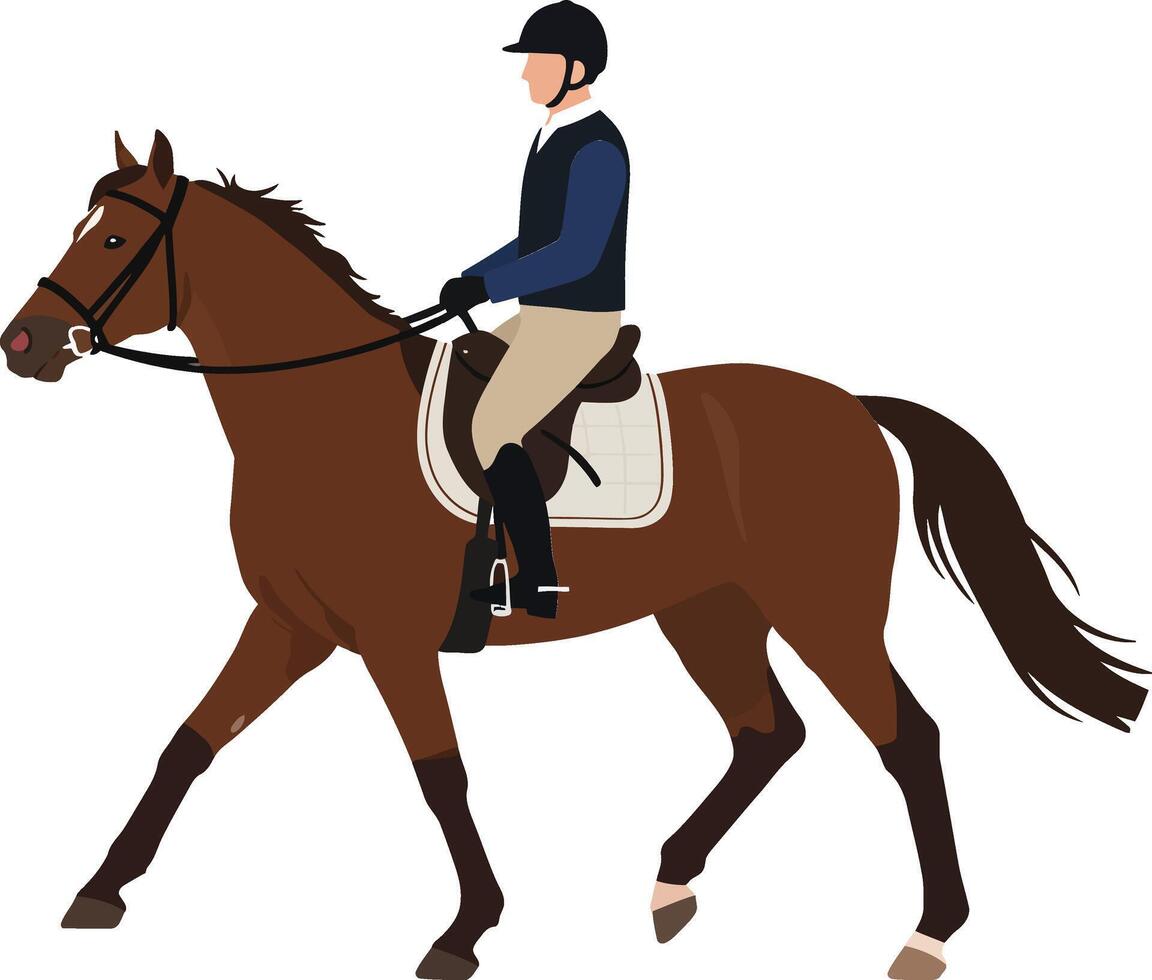 Equestrian horseback rider in navy jacket and helmet riding brown horse on white background vector