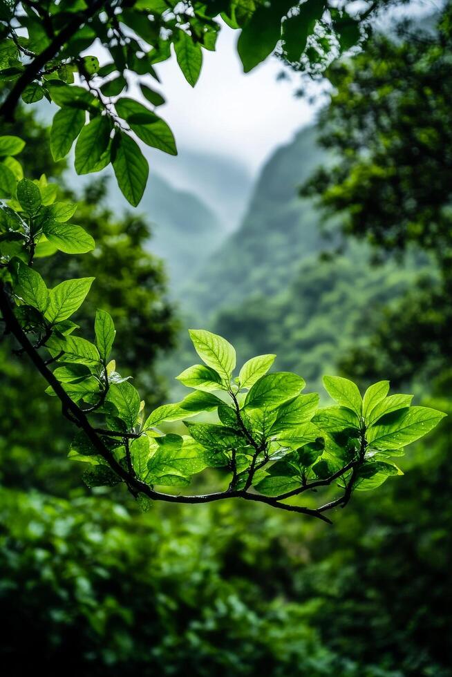 Lush Green Foliage Framed by Misty Mountains at Dawn in a Tranquil Forest Setting photo