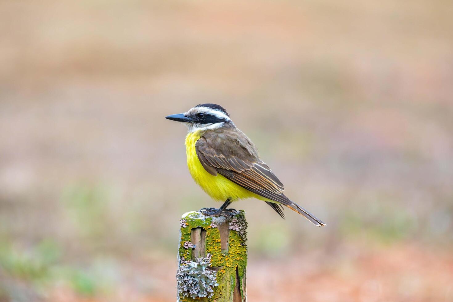 A Great Kiskadee bem te vi, Pitangus sulphuratus, with selective focus highlighting its vibrant yellow breast. The bird is highlighted against a blurred background. Brazilian Bird top 5 photo