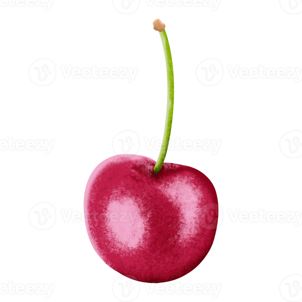 Realistic single cherry illustration with stem png