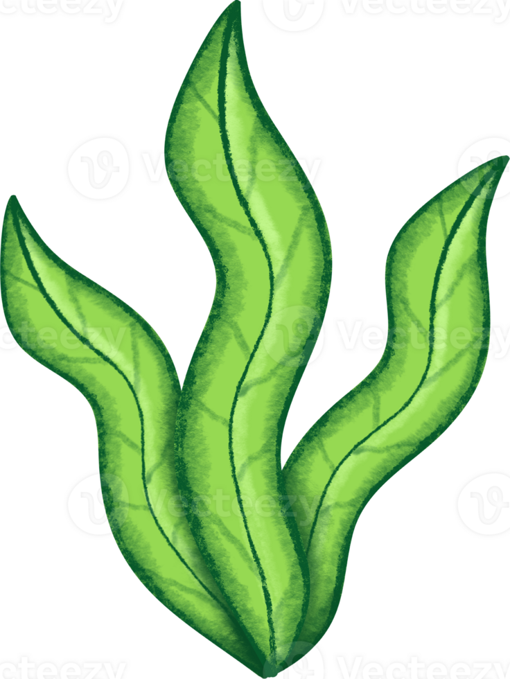 Illustration of Green Seaweed Plant png