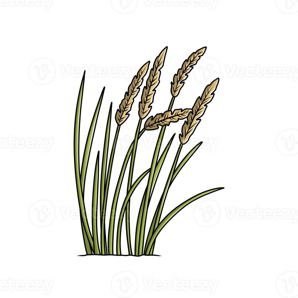 Illustration of reeds grass png