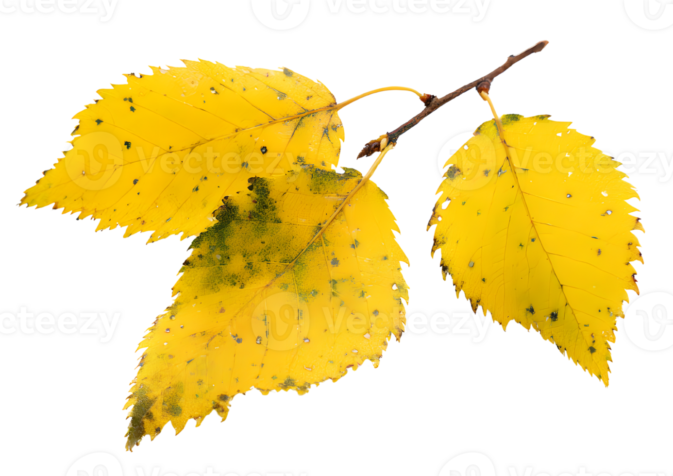 Yellow Birch leaves and branches with a transparent background in a high-quality format for creative design projects. png