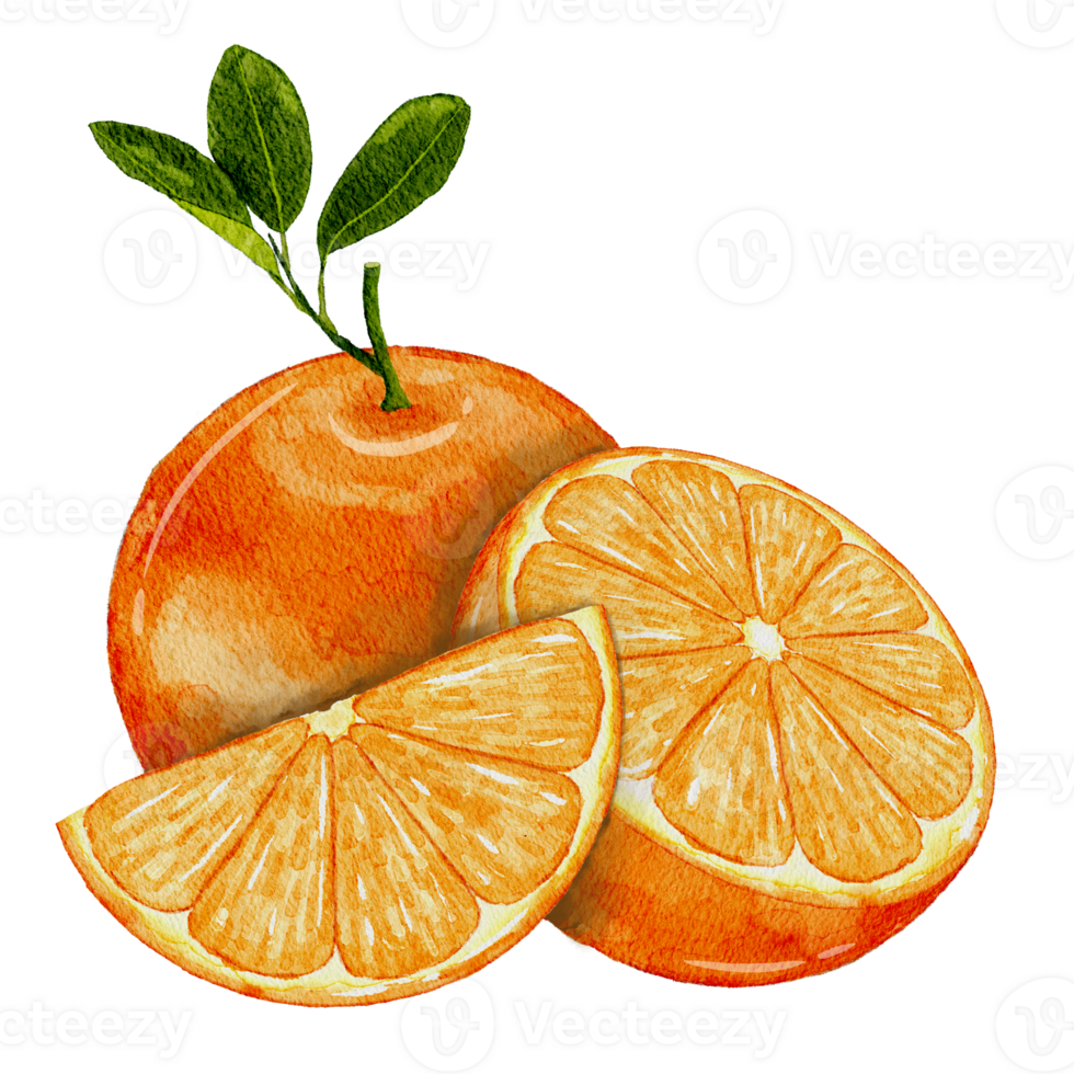 Watercolor sliced oranges fruit illustration png