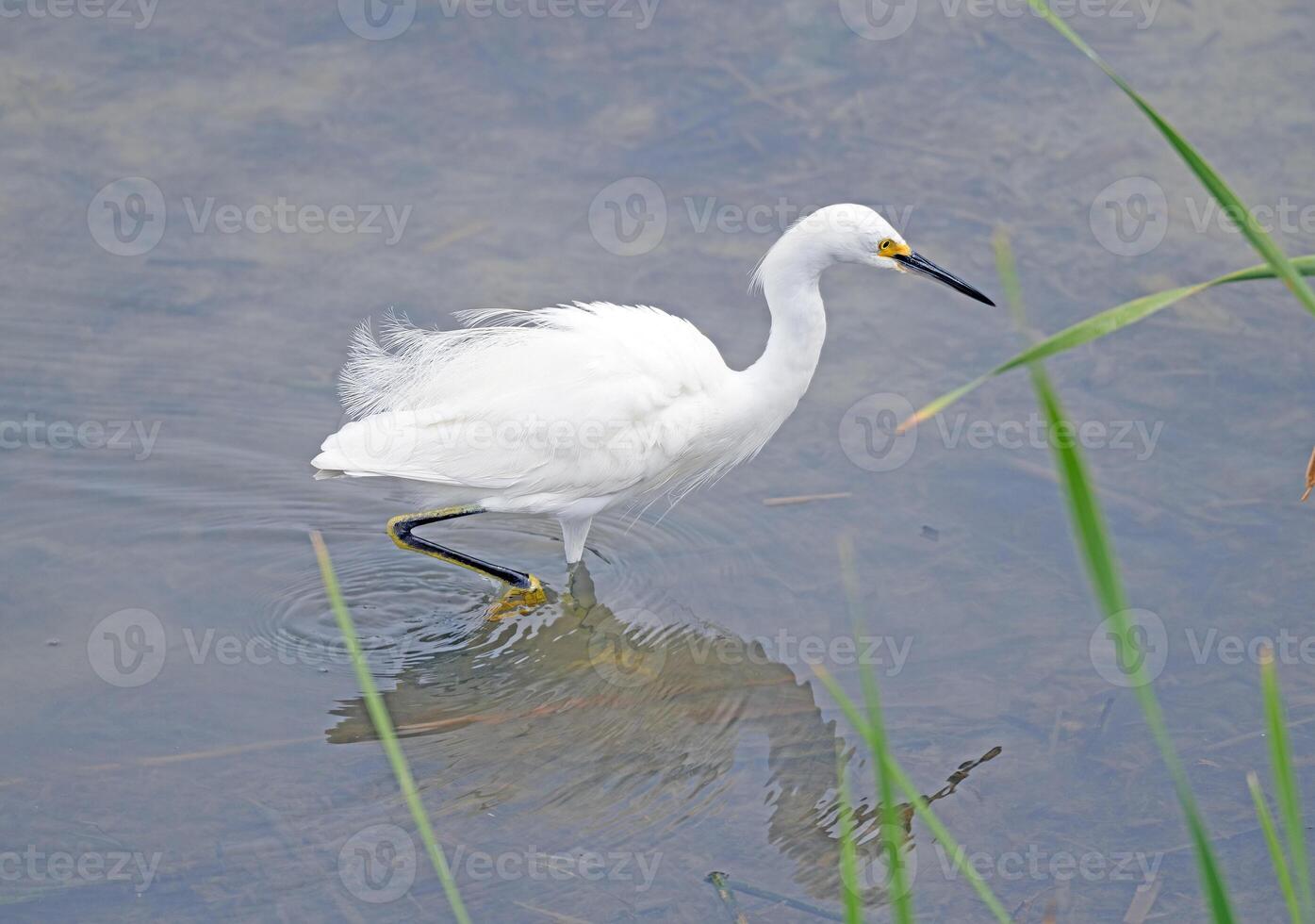 A Snowy Egret on the Hunt photo