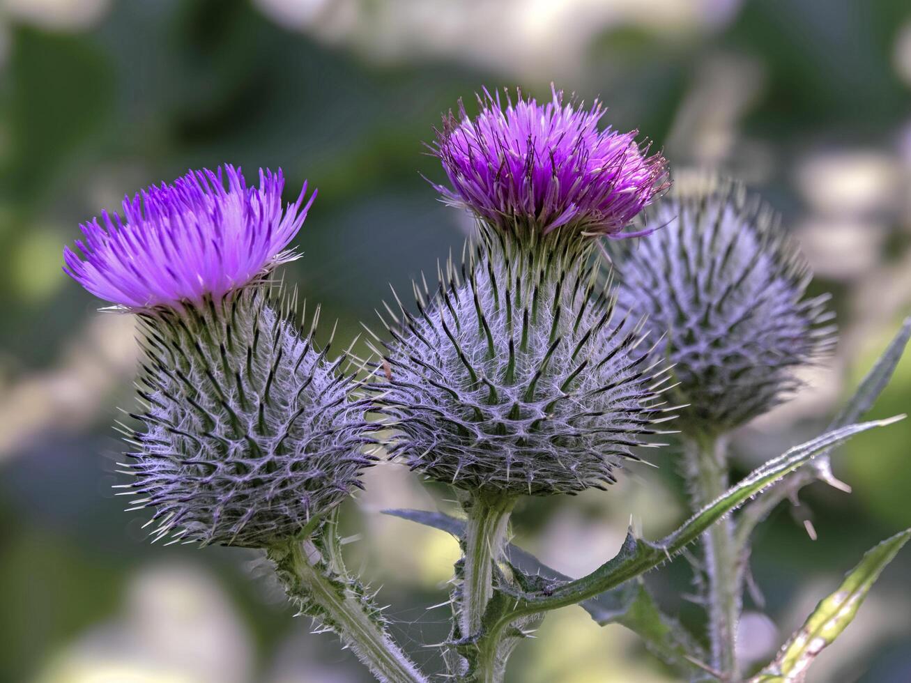 Closeup of purple spear thistle flowers, Cirsium vulgare photo