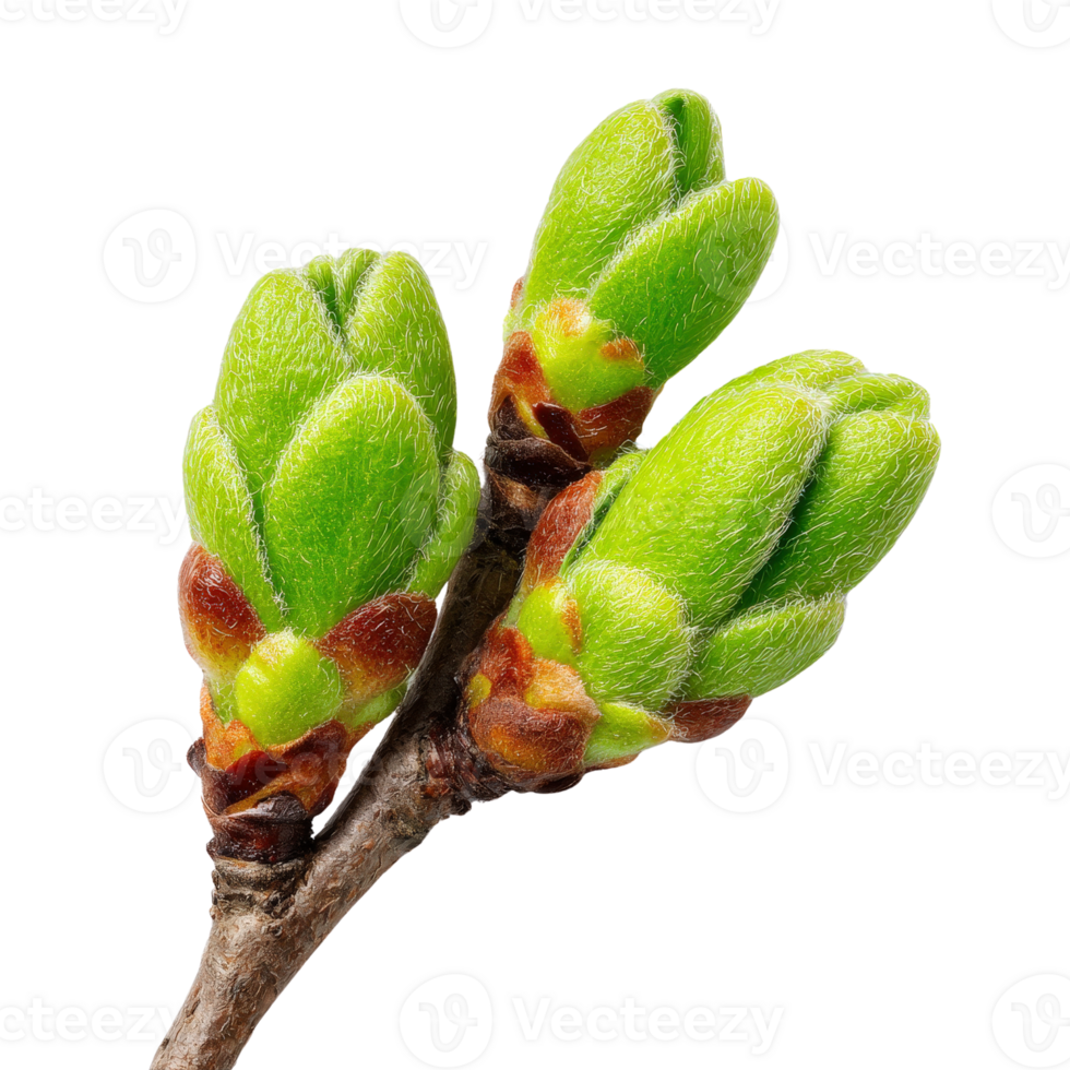 A branch of a tree with green buds png
