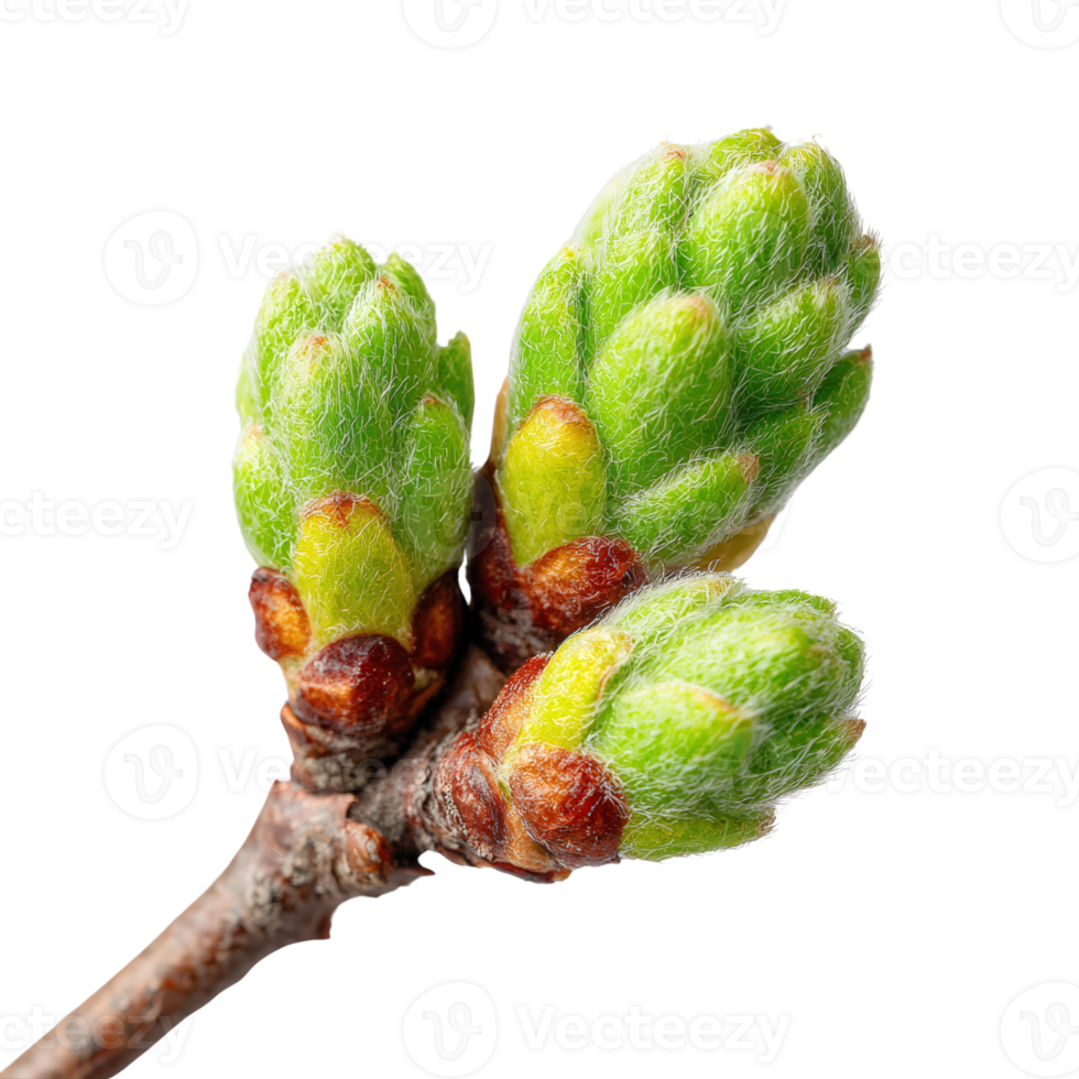 A branch with buds on it png
