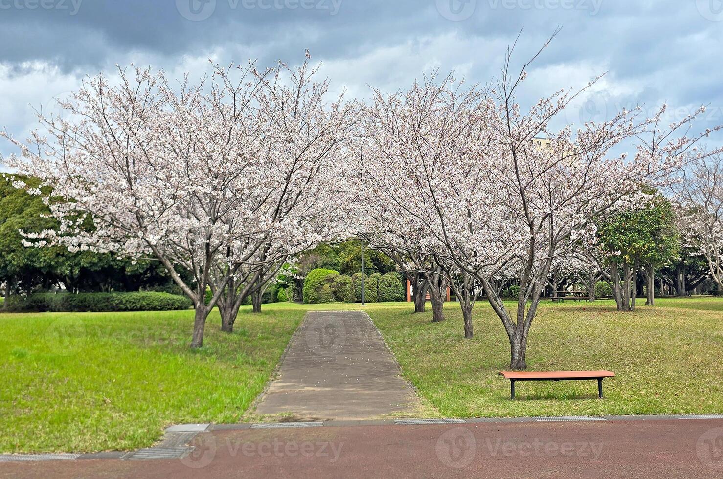 Sakura cherry blossom flowers tree footpath, garden bench and green plants in Japan Tokyo park photo