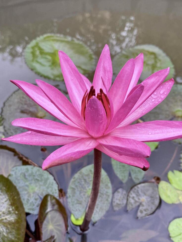 A pink lotus flower in a pond with water lilies photo