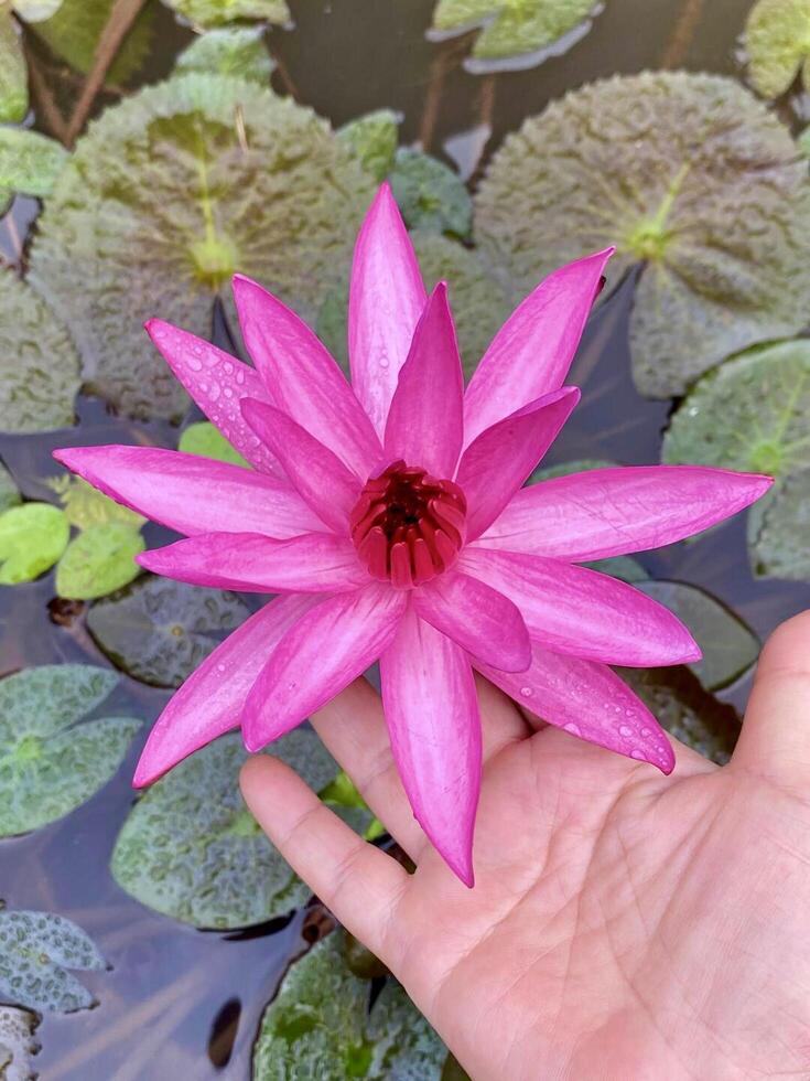 A hand holding a pink water lily in front of a pond photo