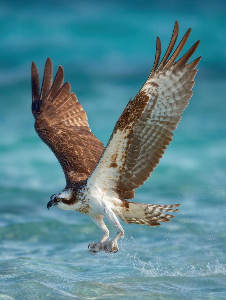 The Intense Hunting Dive of an Osprey photo