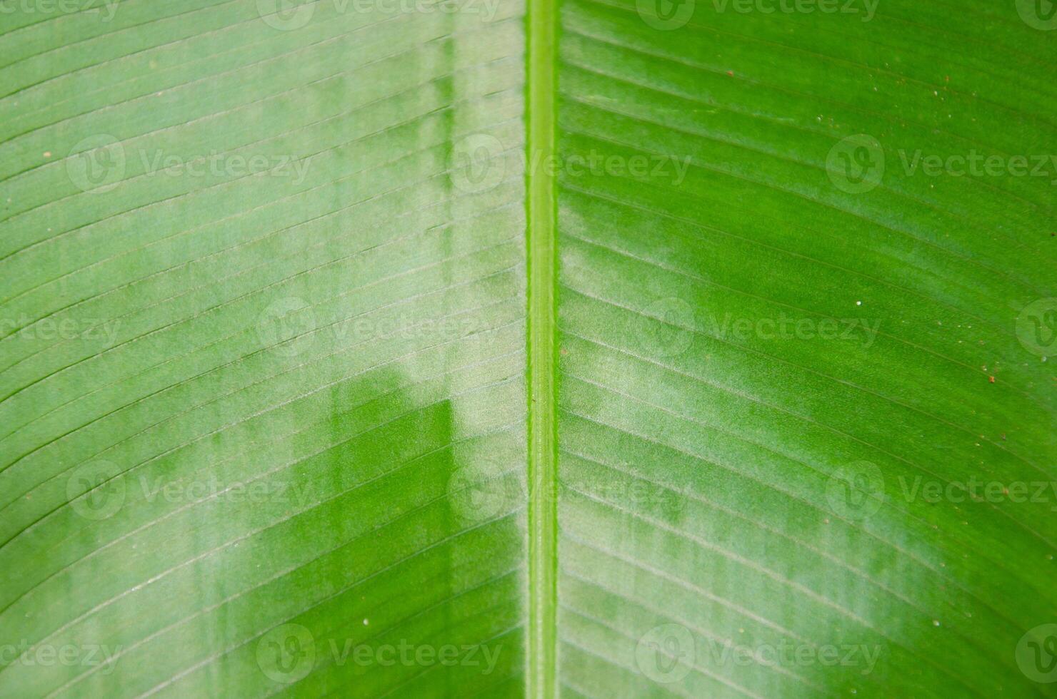 Natural Texture of Green Banana Leaf for Abstract Natural Concept Background photo