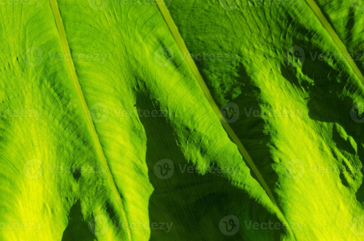 Natural Texture of Light on Green Leaf for Abstract Concept Background photo