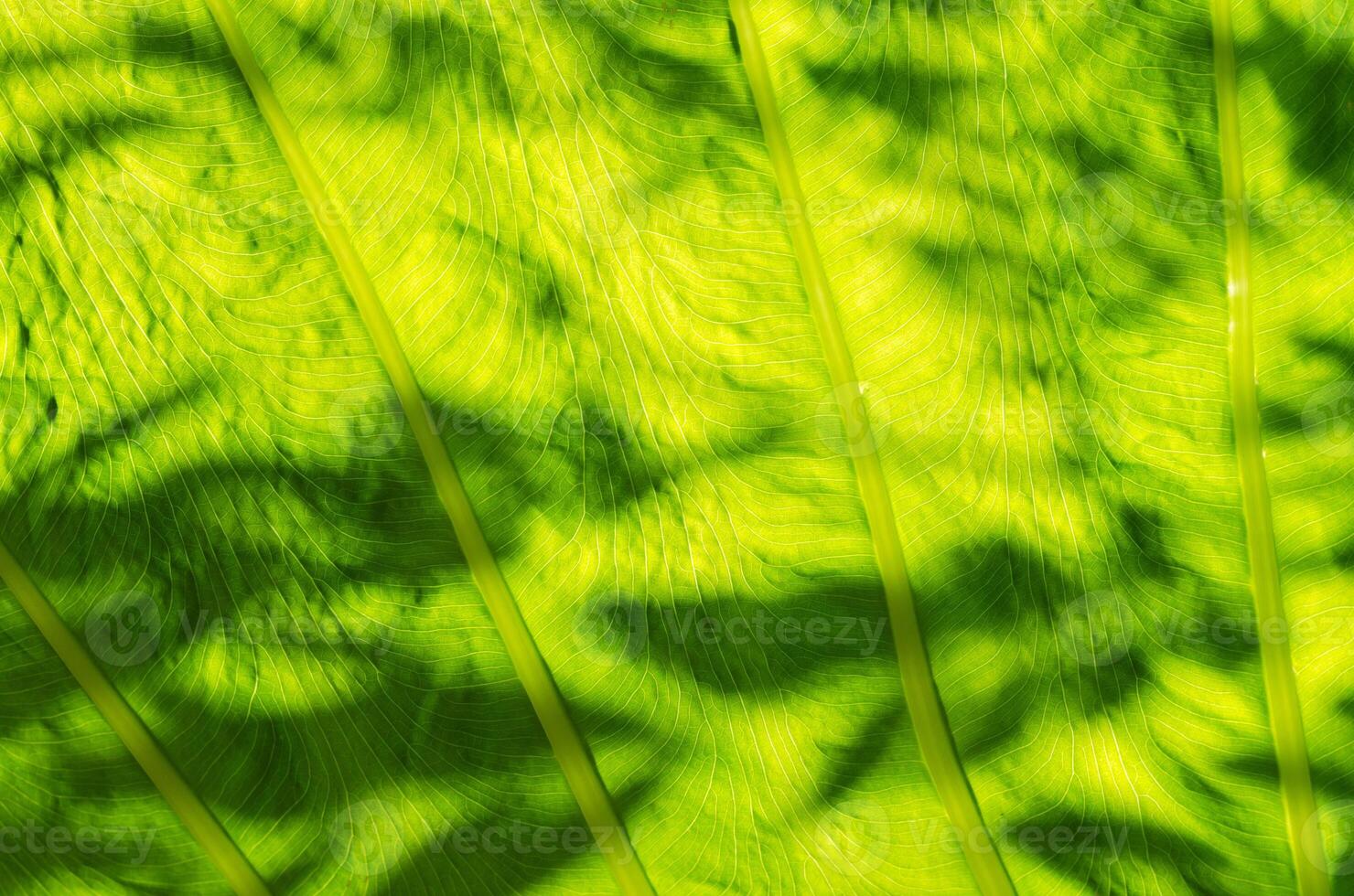 Natural Texture of Light on Green Leaf for Abstract Natural Background photo