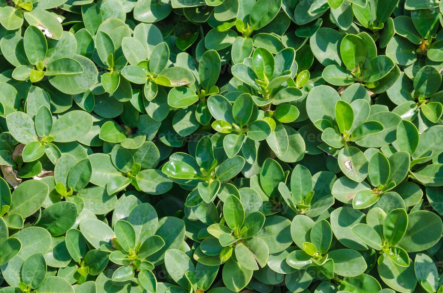 Natural Texture of Green Foliage Bush for Natural Background photo