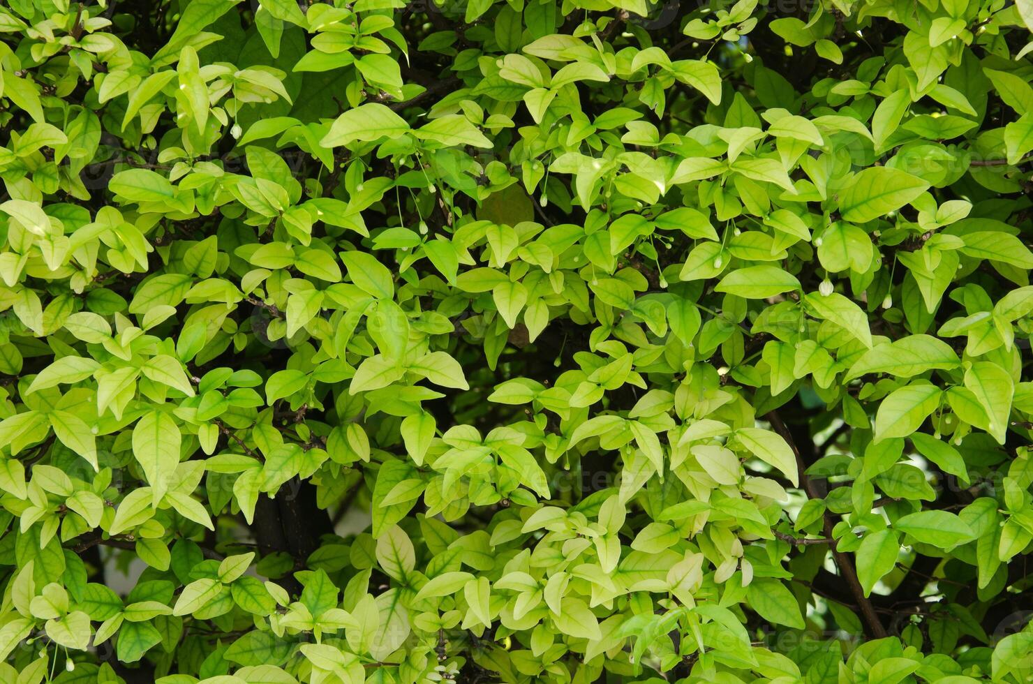 Natural Texture of Green Foliage Bush for Natural Concept Background photo