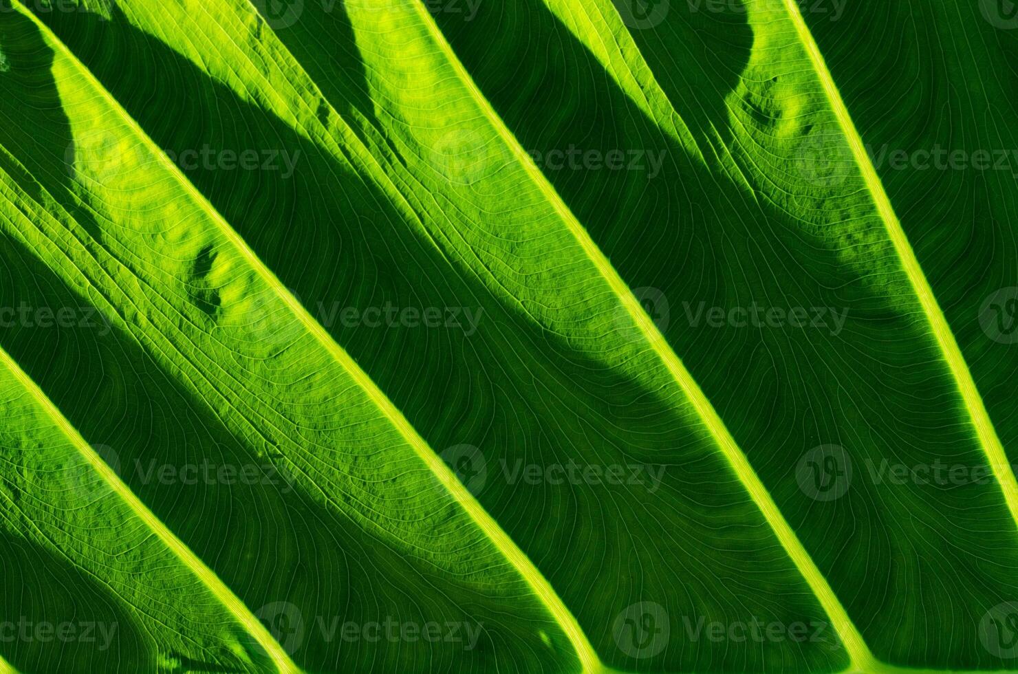Natural Texture of Light on Green Leaf for Abstract Natural Concept Background photo