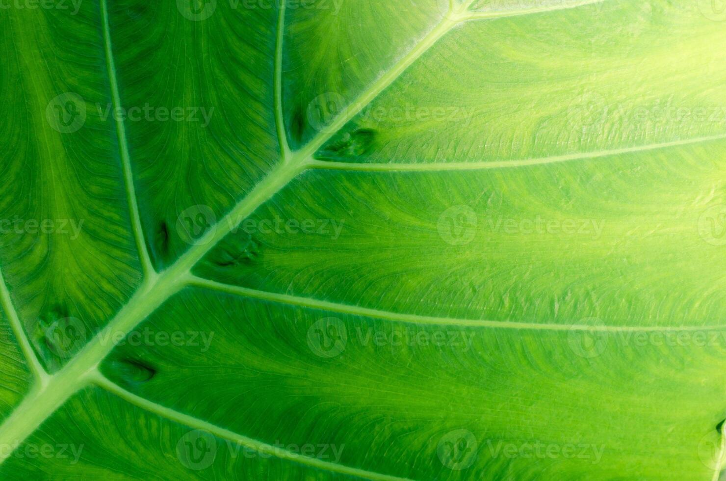 Natural Texture of Green Leaf Close Up for Abstract Natural Concept Background photo