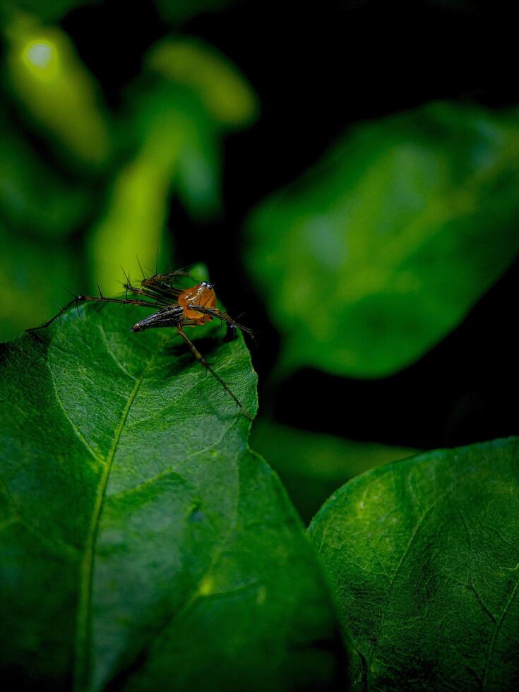 Spider Resting on a Lush Green Leaf in the Garden photo