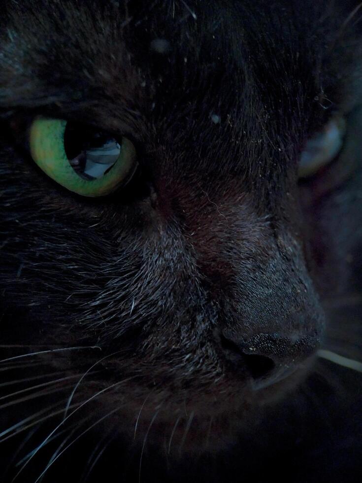 Close-up of Black Cat Face with Green Eyes Detail photo
