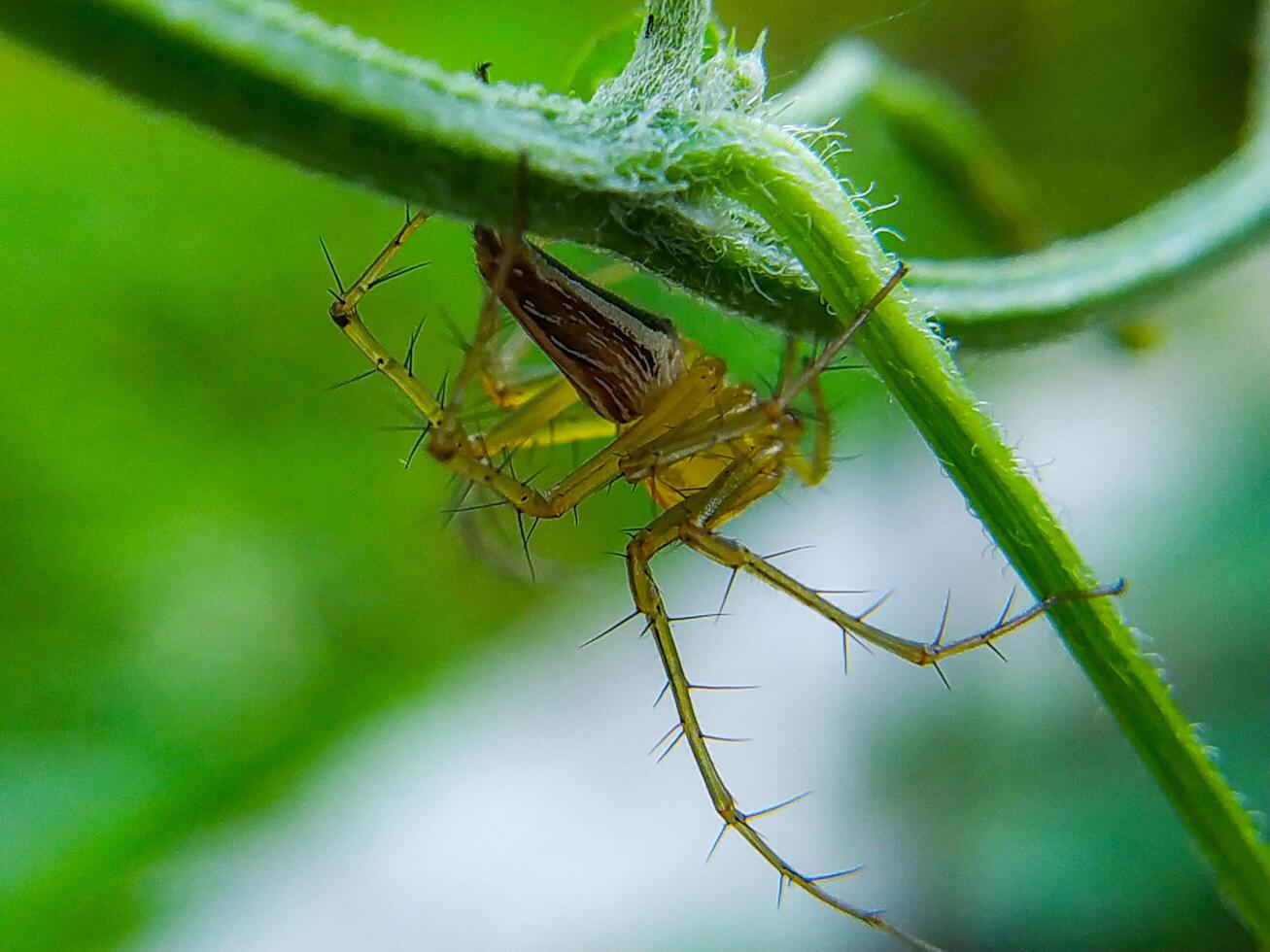 Spider Hanging Upside Down on a Green Plant Stem Close Up photo