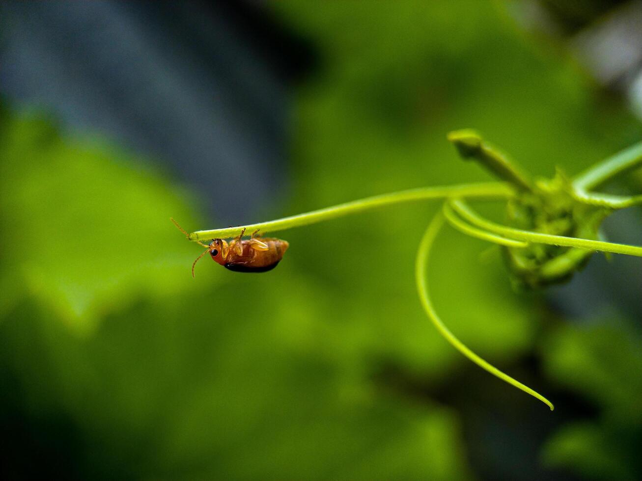 Small Insect Resting on Vine Tendril in Garden Closeup photo
