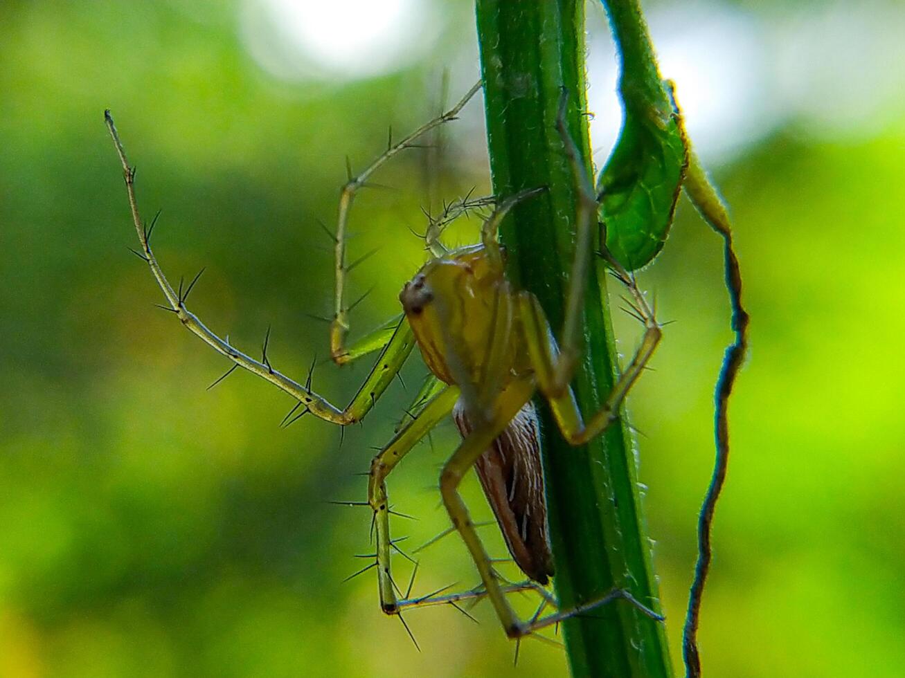 Spider Climbing on Green Stem Close-up Insect Detail photo