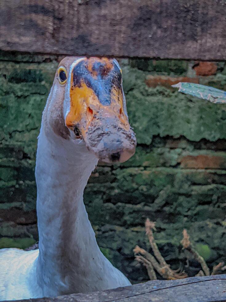 Goose Headshot Close-up Near Brick Wall Looking at Camera photo