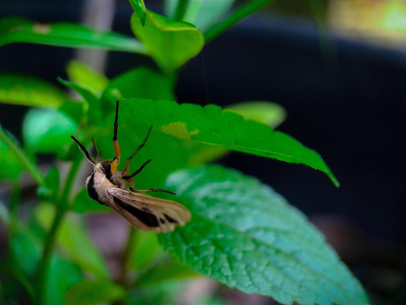 Moth Resting Upside Down on Green Leaf in Natural Light photo