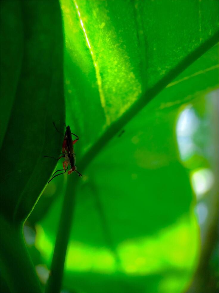 Small Insect on Large Green Leaf in Natural Habitat photo