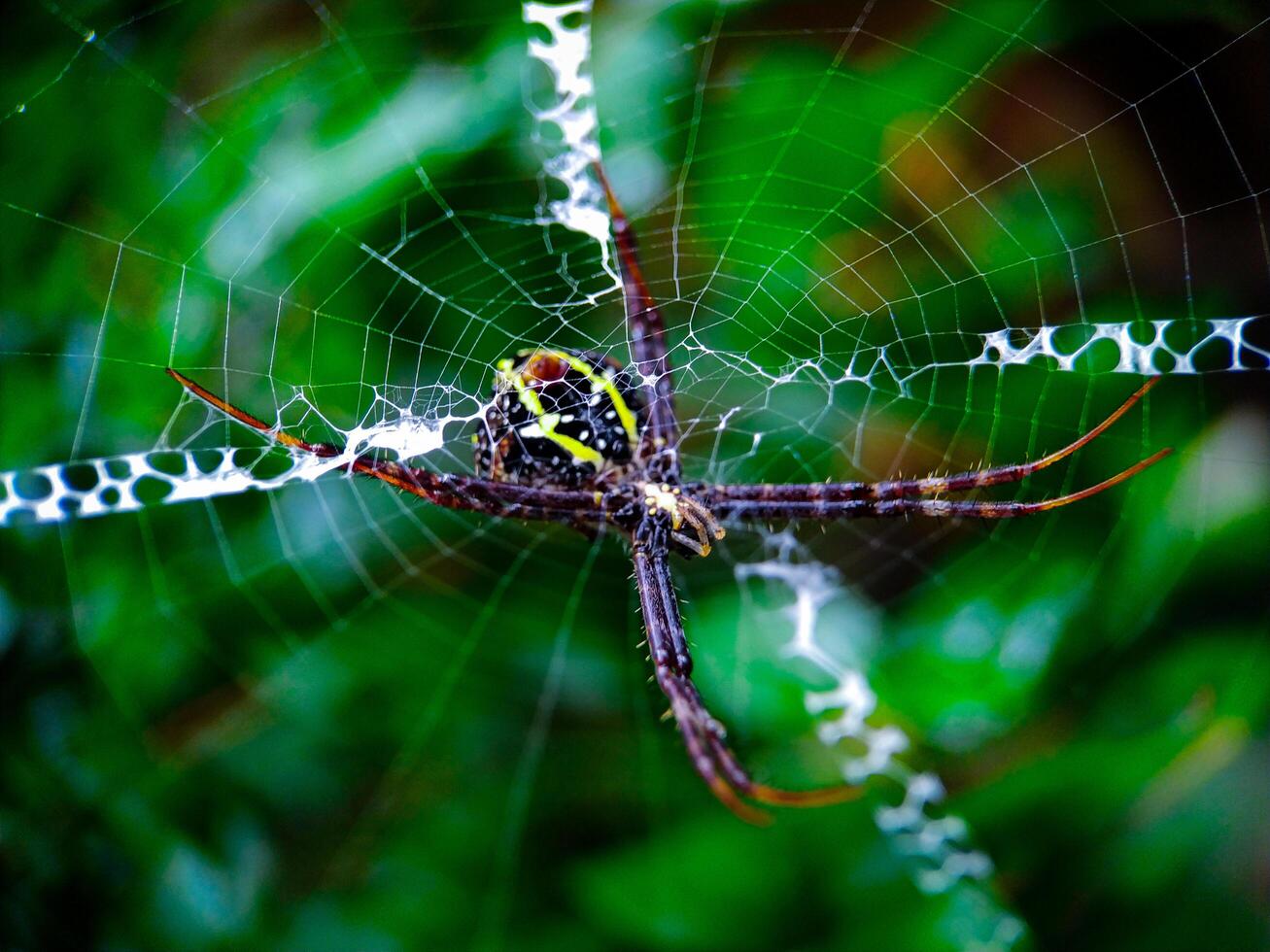 Spider Resting on Its Web in Natural Green Habitat photo