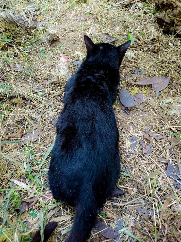 Cat Resting in Natural Outdoor Setting Seen From Behind photo