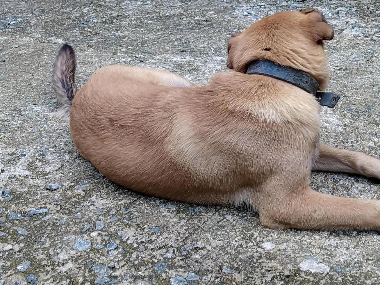Dog Resting on Concrete Surface Outdoors in Daytime photo