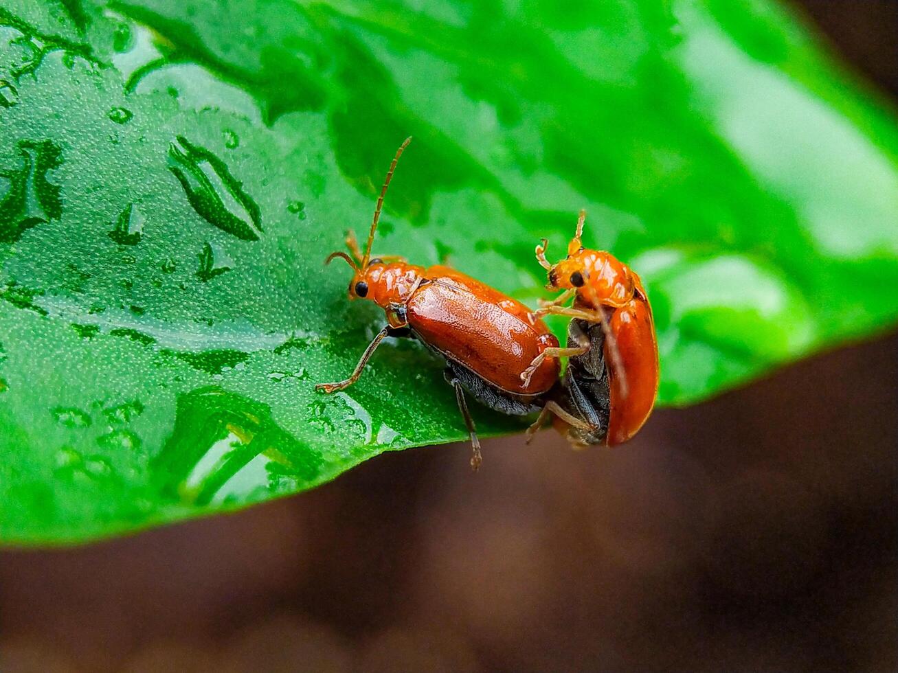 Mating Beetles on a Leaf with Water Droplets Macro photo