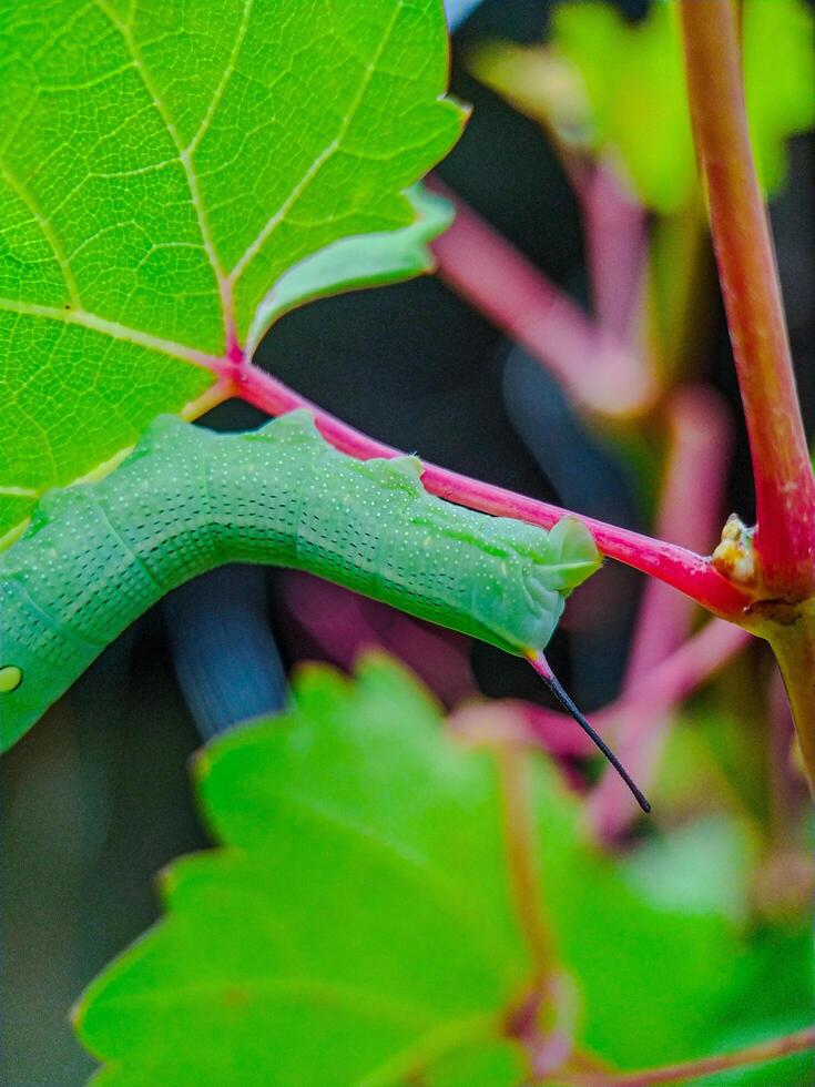 Caterpillar Resting on Plant Stem with Green Leaves Macro photo