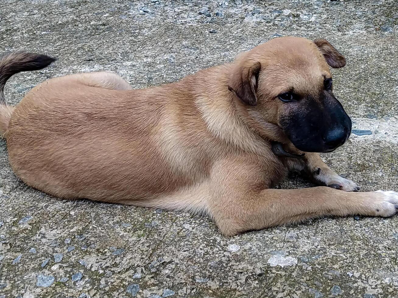 Dog Relaxing on Concrete Outdoors with Black Nose photo