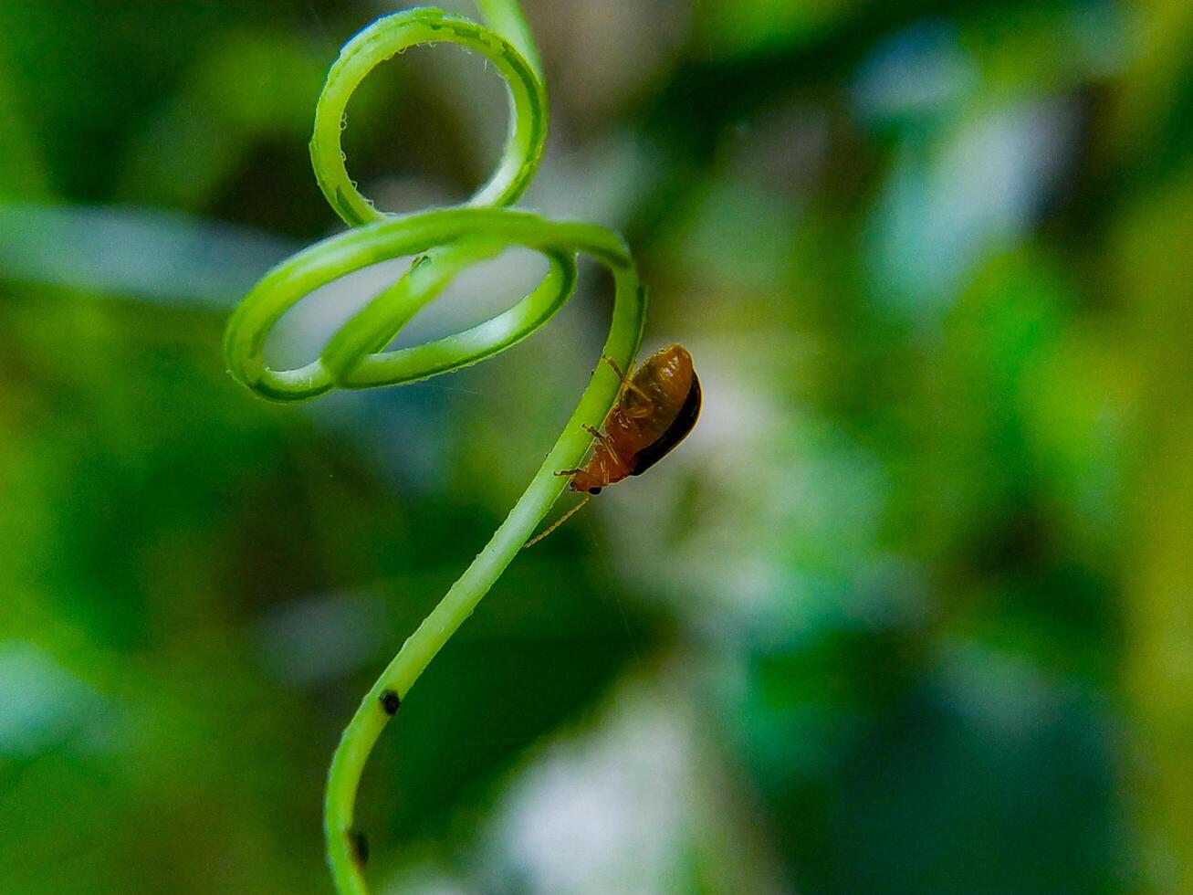Small Beetle Climbing a Curly Green Plant Vine in Nature photo