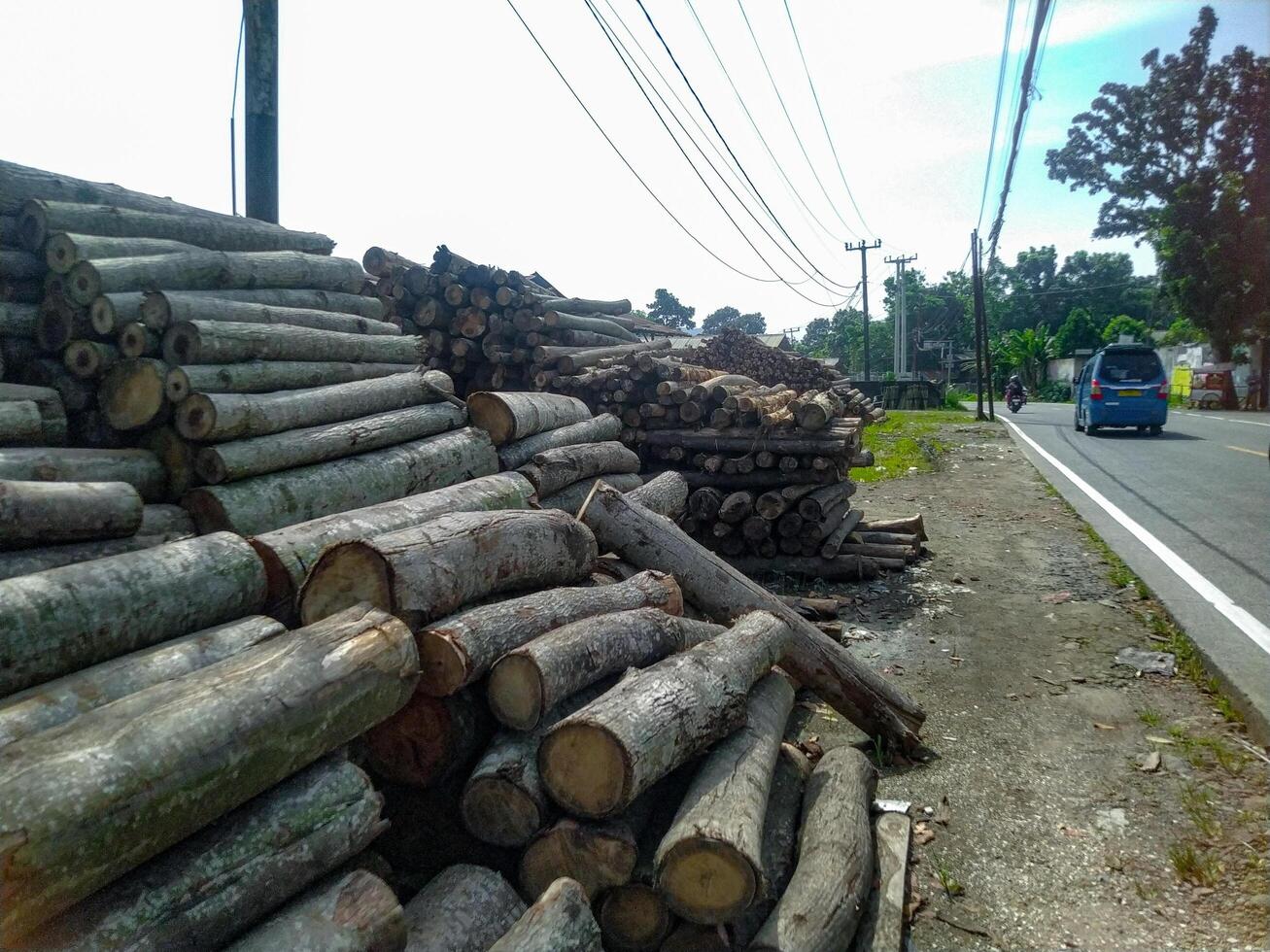 Roadside Timber Pile Rustic Logs in Natural Light photo