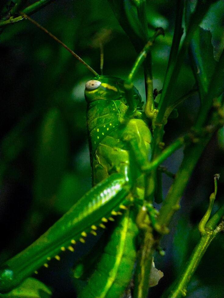 Green Grasshopper Resting on Plant Stalk in Natural Habitat photo