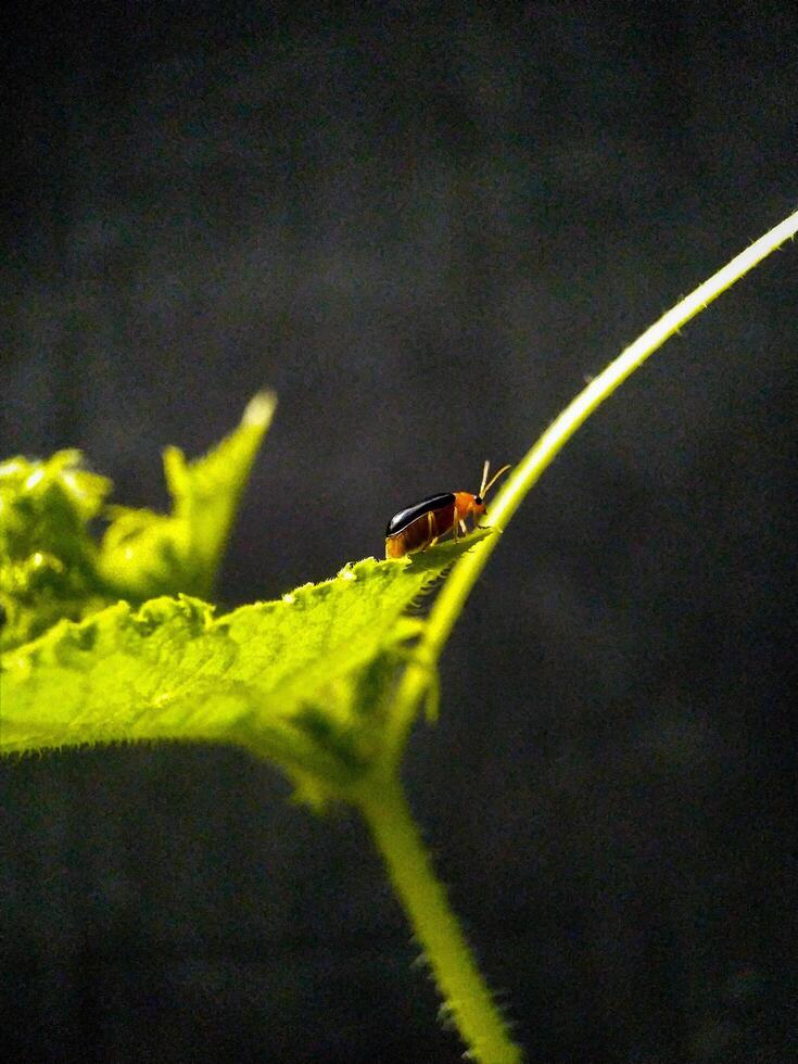 Small Beetle Resting on a Bright Green Leaf Closeup photo