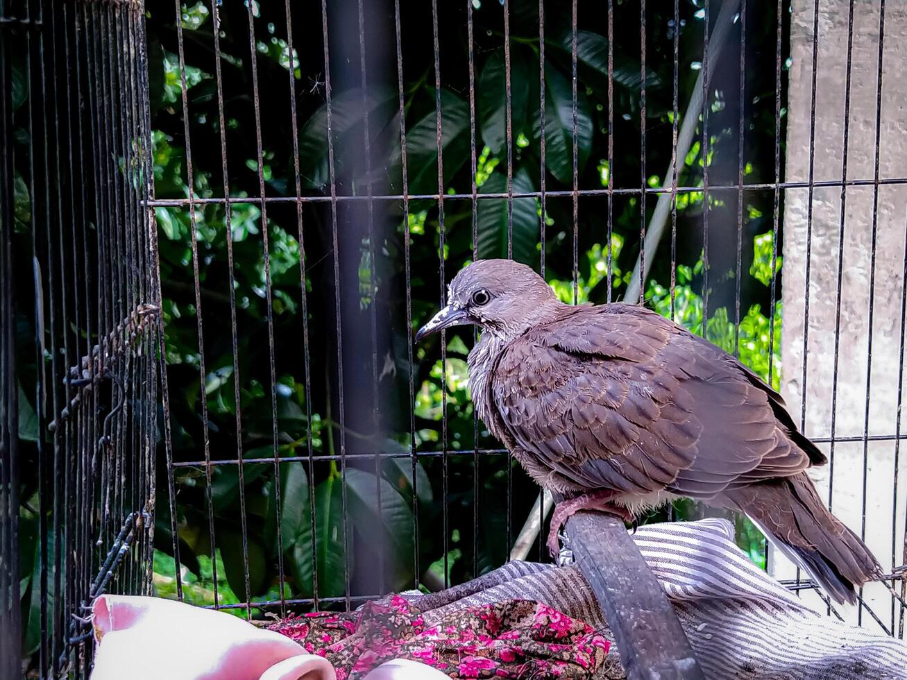 Bird Perched Inside Cage with Green Foliage Background photo